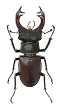 Самец жука-оленя