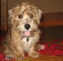 Лукас терьер