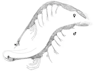 Lucifer typus, самка и самец