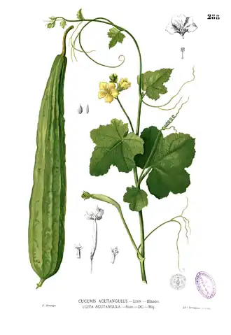 Luffa acutangula