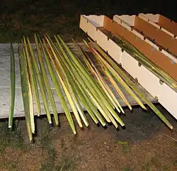 Лулабы из молодых ещё неразвернувшихся листьев финика пальчатого