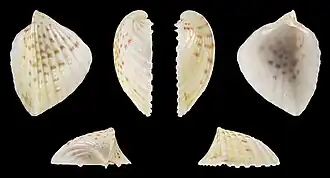 Раковина Lunulicardia hemicardium