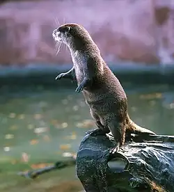 Список млекопитающих, занесённых в Красную книгу Ростовской области10 октября 2010