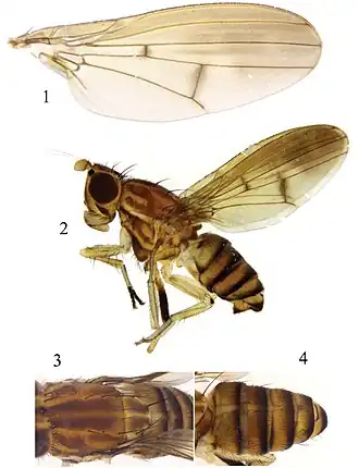 Luzonomyza brevis, самец