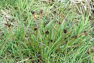 Luzula campestris. Типовой вид рода. Общий вид растений