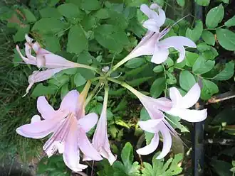 Lycoris squamigera — вид с короткими тычинками