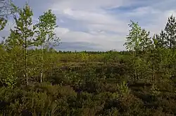 Болото Мяннику