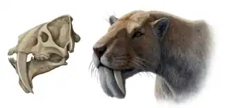 Череп и реконструкция головы Barbourofelis fricki