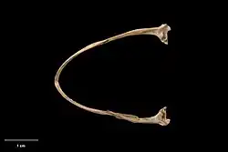 Нижняя челюсть