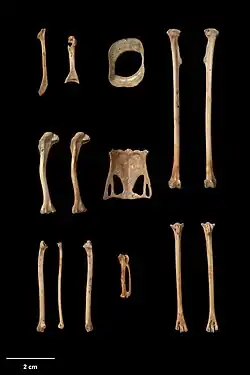 Кости скелета