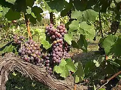 Moschofilero grapes