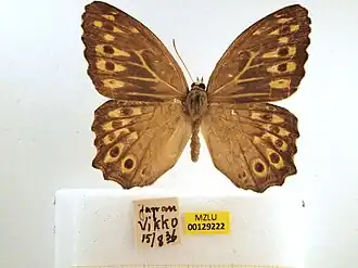 Бархатница японская