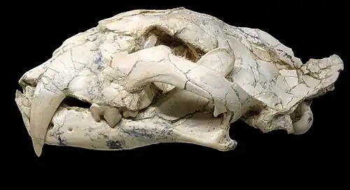 Череп Machairodus aphanistus