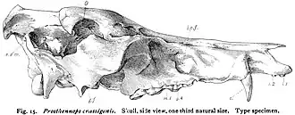 Череп. Типовой образец