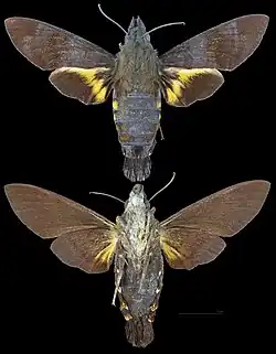 Macroglossum corythus