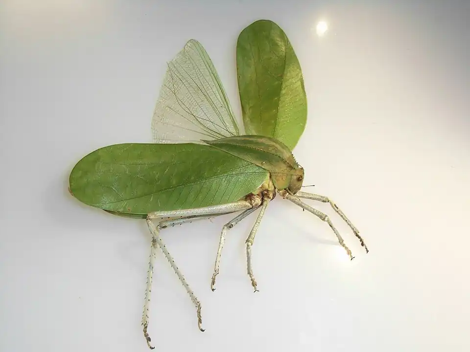 Кузнечик Siliquofera grandis