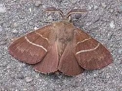 Имаго. Самец