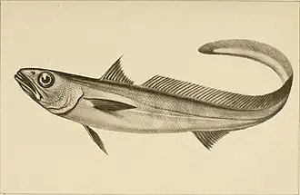 Американский макруронус (Macruronus magellanicus)