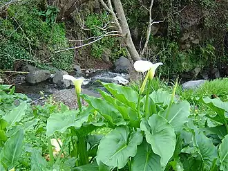 Zantedeschia aethiopica