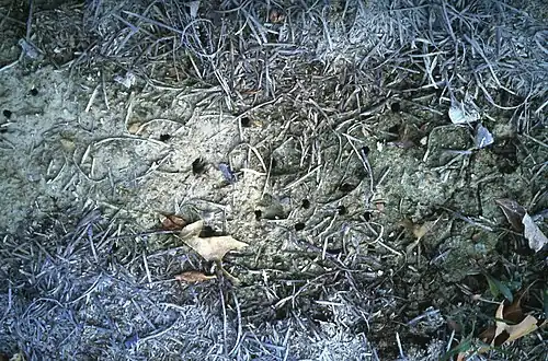 Выходные отверстия цикад в земле