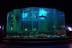 Главный аквариум с акулами