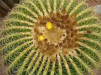 Kroenleinia grusonii, цветущее растение (вид сверху)