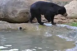 Малайский медведь