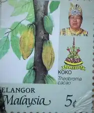 Какао (Theobroma cacao)
