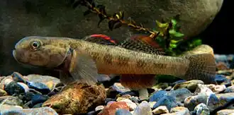 Gobiomorphus breviceps