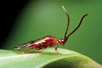 Самец Loboscelidia