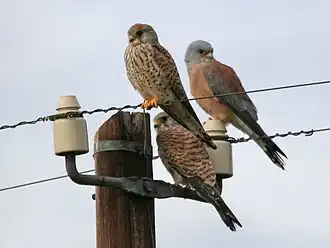 Самец (справа) и две самки