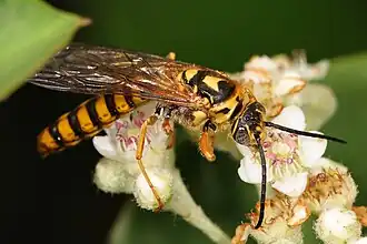 Agriomyia