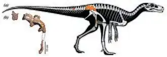 Maleriraptor