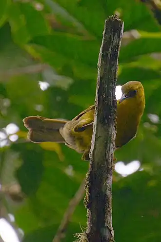 M. g. recondita, гора Амбанг, север Сулавеси