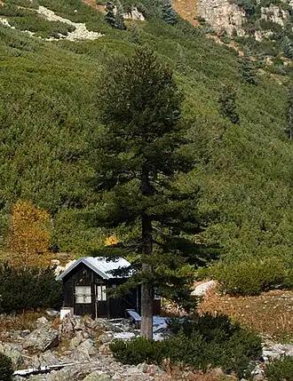Pinus peuce