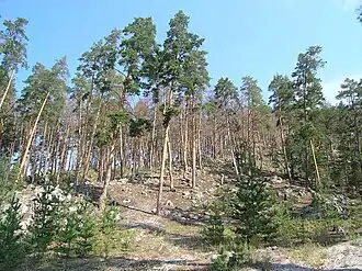 Сосны на склоне Гремячинских высот