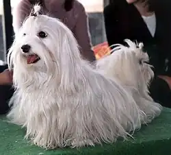 Мальтийская болонка