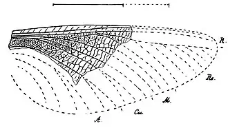 Рисунок голотипа