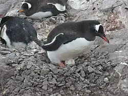 Субантарктические пингвины, высиживающие яйца