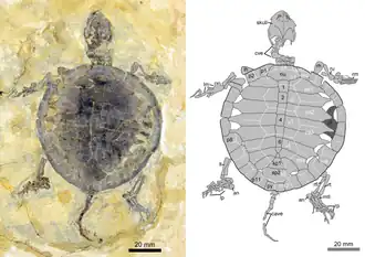 Молодая особьManchurochelys manchoukuoensis