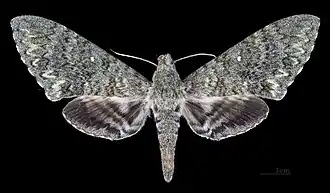 Самка, вид сверху