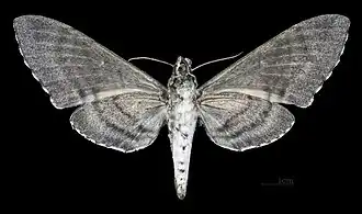 Самка, вид снизу