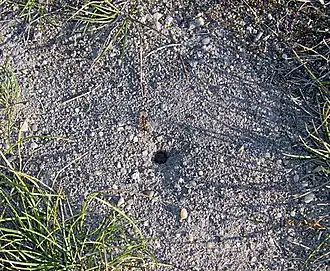 Гнездо Manica rubida