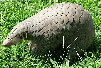 Китайский ящер (Панголины)