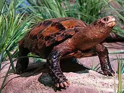 Вдавленная черепаха (Manouria impressa)