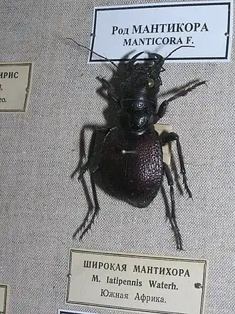 Manticora latipennis в коллекции Зоологического музея