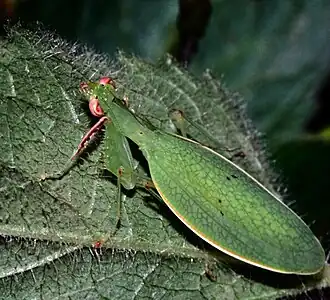 Hyalomantis punctata