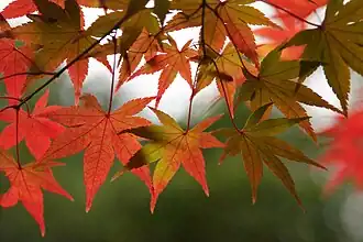 Листва клёна дланевидного