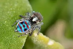 Паук-скакун Maratus speciosus