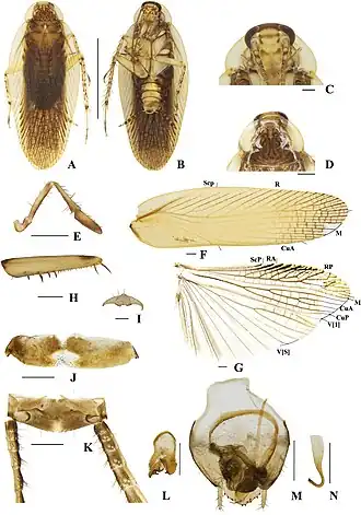 Margattea deltodonta, самец, голотип